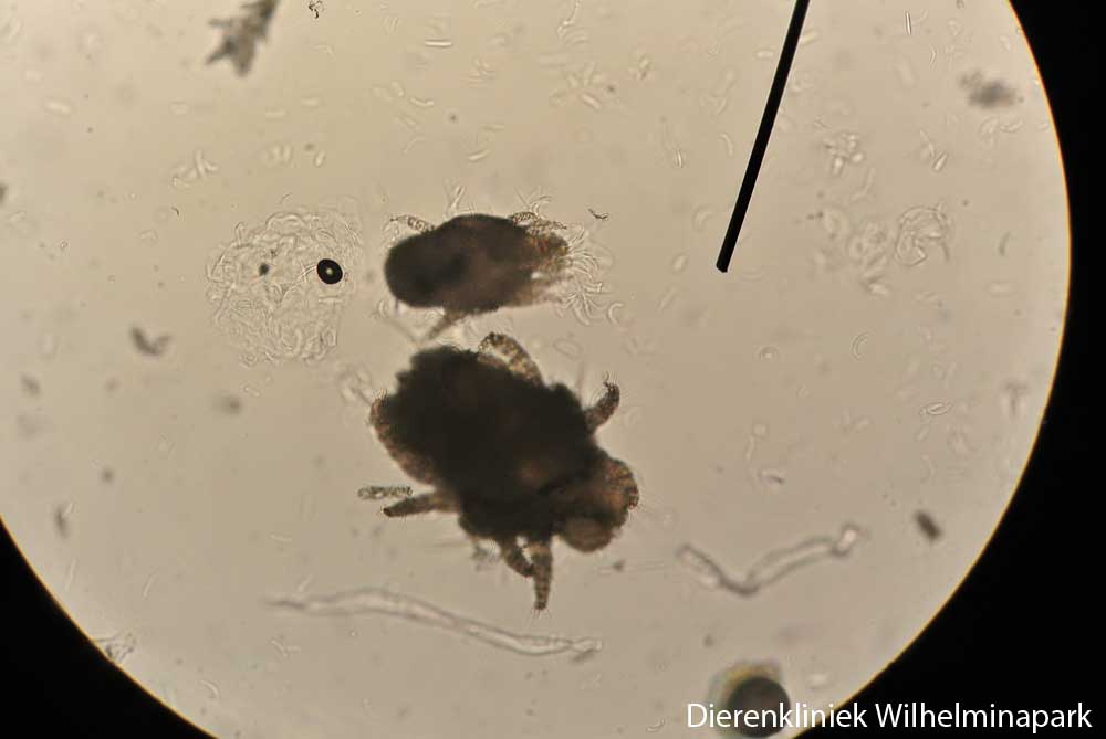 Vachtmijt of cheyletiella is goed onder de microscoop te zien